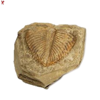 [Hot Sale]1 PC Natural Trilobite Tail Fossil Ancient Fossils Teaching Specimens Collection