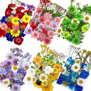 flor seca prensada natural para bricolaje arte resina fundición tarjeta herramienta (1)