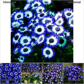 Fahuamaoyi✪ 50 pzs semillas de margarita azul impresionante fácil de cultivar flores diy decoración de jardín hogar
