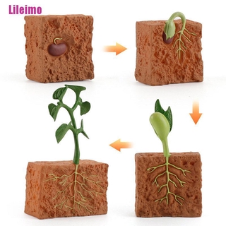 [Lileimo] juguete Modelo/ Ciclo De Vida Artificial De una Planta De frijol Verde