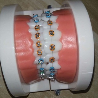 modelo de dientes portátil materiales dentales modelo de ortodoncia equipo dental (1)
