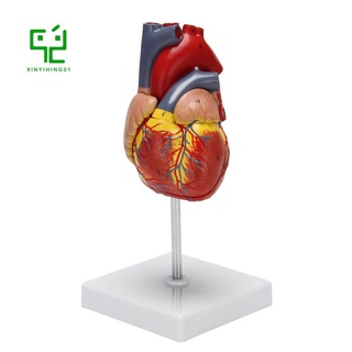 1 : 1 Corazón Humano el , Anatómicamente Preciso el Tamaño De La Vida Esqueleto Anatomía Para Ciencias Aula Estudio Exhibición Enseñanza el