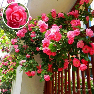 10 piezas de jardinería plantas en macetas blancas rosa rosa adornos Mini rosa