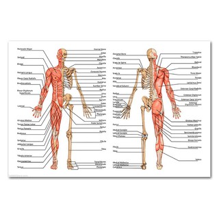 Juego de carteles anatómicos - laminado - Muscular, esquelético, digestivo, respiratorio (9)