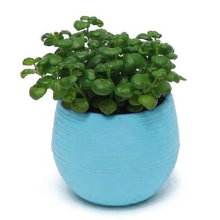 TASHA Creative Nursery Pot Fashion Garden Supplies Succulent Plant Flowerpot New Popular 5 Color Available Candy Color Nice High Quality Home Office Decoration/Multicolor (3)