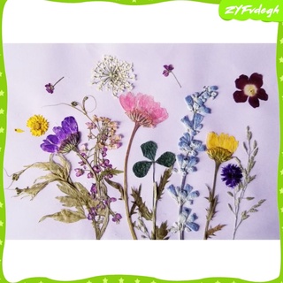 12 piezas de flores prensadas secas larkspur real prensado flores secas diy púrpura