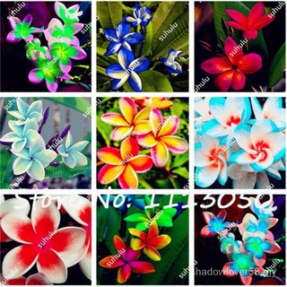 100 pzs/bolsa de semillas de Plumeria (Frangipani, Lei Hawaiian Lei) semillas de flor exóticas semillas de huevo para jardín (3)