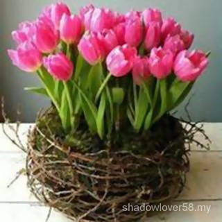 50 unids/bolsa semillas de tulipán Bonsai perenne semillas de flores para el hogar jardín plantas