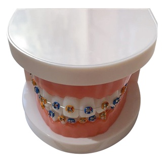 modelo de dientes portátil materiales dentales modelo de ortodoncia equipo dental (7)