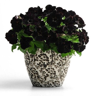 20 pzs/ semillas de Petunia negras anuales Bonsai/flores/jardín para el hogar