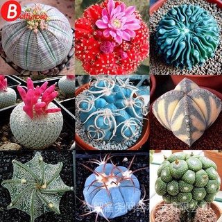 10 Unids/Bolsa Semillas De Cactus Bonsai Perenne Plantas Suculentas Raras Oficina JD6s