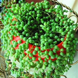 Readay 50 pzs semillas de suculentas Chlorophytum Bonsai tipo colgante de clorofila FVGi (2)