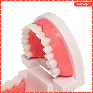dientes modelo suministros de estudio adulto typodont modelo de demostración de goma suave