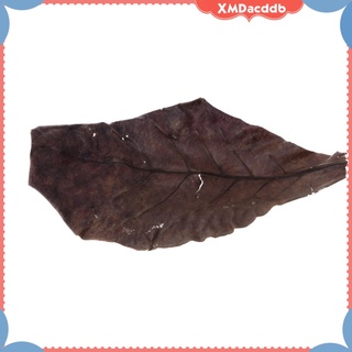 10 hojas de almendras indias catappa betta gouramis camarones fácil de usar (8)