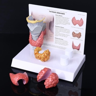 Bel humano anatómico glándula tiroides modelo patología anatomía sistema digestivo estudio herramienta de enseñanza