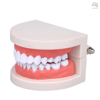 H.s Modelo De dientes Dentista/dental/dental Gigante/educación estándar Para niños M (1)