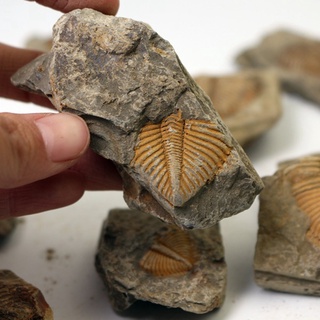1 PC Natural Trilobite Tail Fossil Ancient Fossils Teaching Specimens Collection (4)