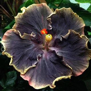 Negro arco iris 50PCS fácil planta negro semillas de hibisco gigante flor Tropical o54m (2)