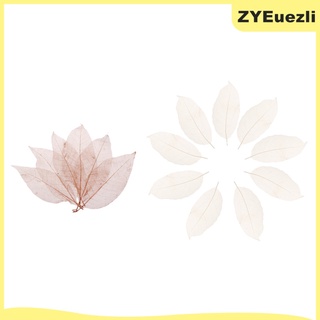 100 piezas de hojas de esqueleto de magnolia natural, diseño de tarjetas, decoración de scrapbooking (5)