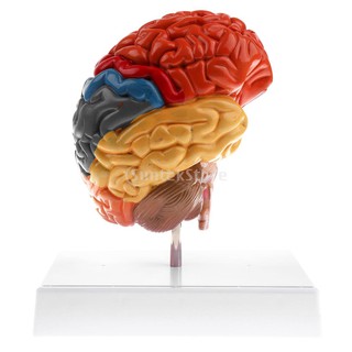 1:1 sección del cerebro humano cerebro modelo médico de enseñanza escolar pantalla