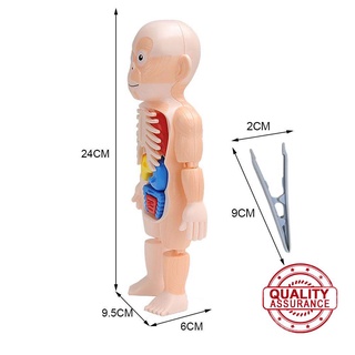 juguete de anatomía del cuerpo humano preescolar juguete educativo órgano ensamblado diy x g0c5