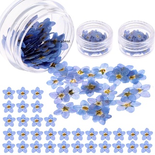 JBCL 200 Pieces Don't Forget Me Dried Flowers Natural Dried Pressed Flowers, Mini Res Fad (1)