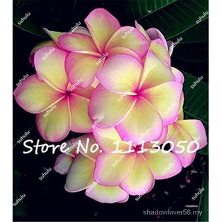 100 pzs/bolsa de semillas de Plumeria (Frangipani, Lei Hawaiian Lei) semillas de flor exóticas semillas de huevo para jardín (1)