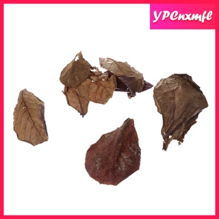 10 pzs hojas de almendras indias catappa de grado prémium perfectos para la cría y el ocultamiento