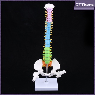 mini 18\\\\\\\'alto modelo de columna vertebral humana modelo de enseñanza profesional con soporte (8)