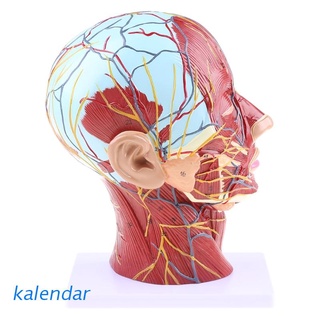 KALEN Humano Anatómico De La Mitad Cabeza Cara De Anatomía Médica Del Cuello Cerebro Sección Mediana De Estudio Modelo De Nervio Vaso Sanguíneo Para La Enseñanza