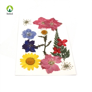 Combinación De Flores Prensadas Secas Para Resina Arte Artesanía DIY Floral Decoraciones Colección Regalo (9)