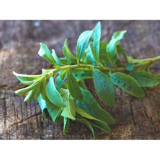 Miel Stevia 10 semillas (Stevia Rebaudiana) herencia de plantas de hierbas