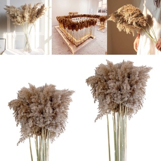 10 flores naturales secas pampas hierba caña ramo de flores decoración del hogar (2)