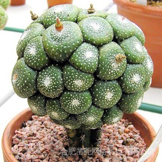 10 Unids/Bolsa Semillas De Cactus Bonsai Perenne Plantas Suculentas Raras Oficina JD6s (7)