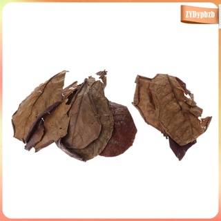 10 hojas de almendras indias de grado premium catappa perfectas para cría y escondite (1)