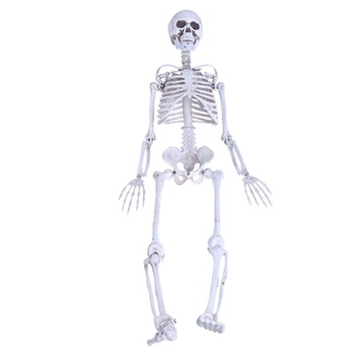 tr humano esqueleto medio cráneo cuerpo completo modelo anatómico para halloween medical