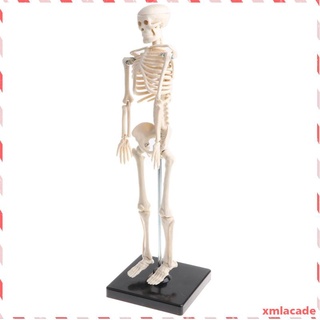 42cm Altamente Detallado Modelo de Esqueleto de Cuerpo Humano para Nios, (2)