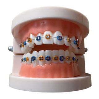 modelo de dientes portátil materiales dentales modelo de ortodoncia equipo dental (3)