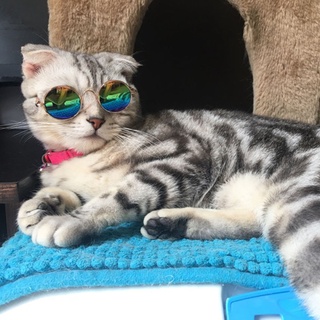 Lbc lentes de sol de moda para gato/gato/protección de ojos/perro/gato/juguete (3)