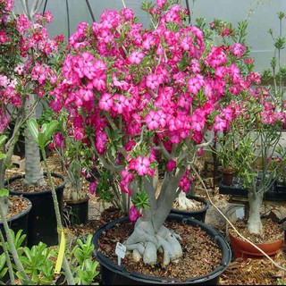 rara rosa adenium obesum semillas de rosa del desierto paisaje flor semillas (1)
