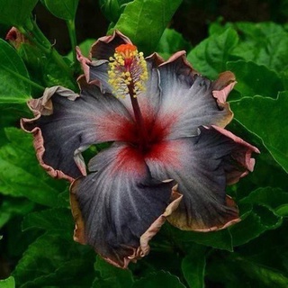Negro arco iris 50PCS fácil planta negro semillas de hibisco gigante flor Tropical o54m (1)
