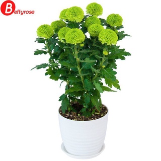 10pcs/ seed Thousands of ping-pong chrysanthemum seeds potted flower strains garden balcony flower JZTA