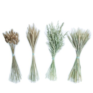 Highland cebada flores secas orejas de trigo cola de conejo hierba trigo cebada avena decoración del hogar elegante hábitat sur salvaje ins estilo nórdico (4)