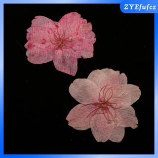 10pcs natural prensado flores secas flor de cerezo diy teléfono caso dcor resina (6)