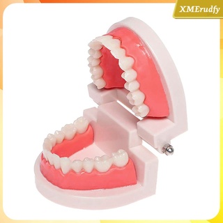modelo de dientes dentales niños estudio enseñanza typodont demostración 28 dientes