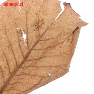 mimgo1: 10 hojas naturales de catappa, hojas de almendras, limpieza de pescado (2)