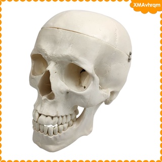 cráneo humano modelo tamaño vida réplica anatomía cabeza humana suministros de enseñanza