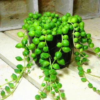 Readay 50 pzs semillas de suculentas Chlorophytum Bonsai tipo colgante de clorofila FVGi (6)