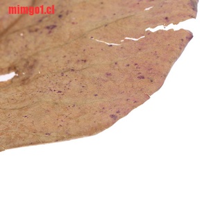 mimgo1: 10 hojas naturales de catappa, hojas de almendras, limpieza de pescado (4)