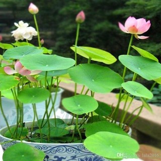 Semillas de flor de loto 10 <Lilly 10
